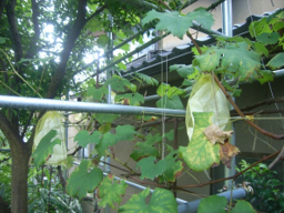 家庭菜園奮闘記（その3）　野菜作りの工夫