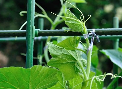 家庭菜園奮闘記（その６）　野菜つくりの工夫　