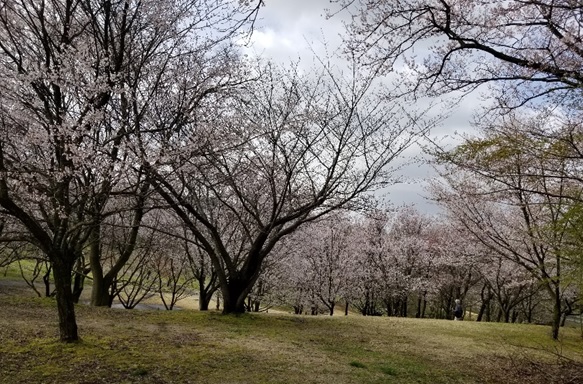 家庭菜園奮闘記（その58）　春が早く来ましたね