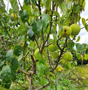 家庭菜園奮闘記（その77）　やっと秋になりましたね