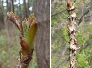家庭菜園奮闘記（その79）　タラの芽栽培（その1）